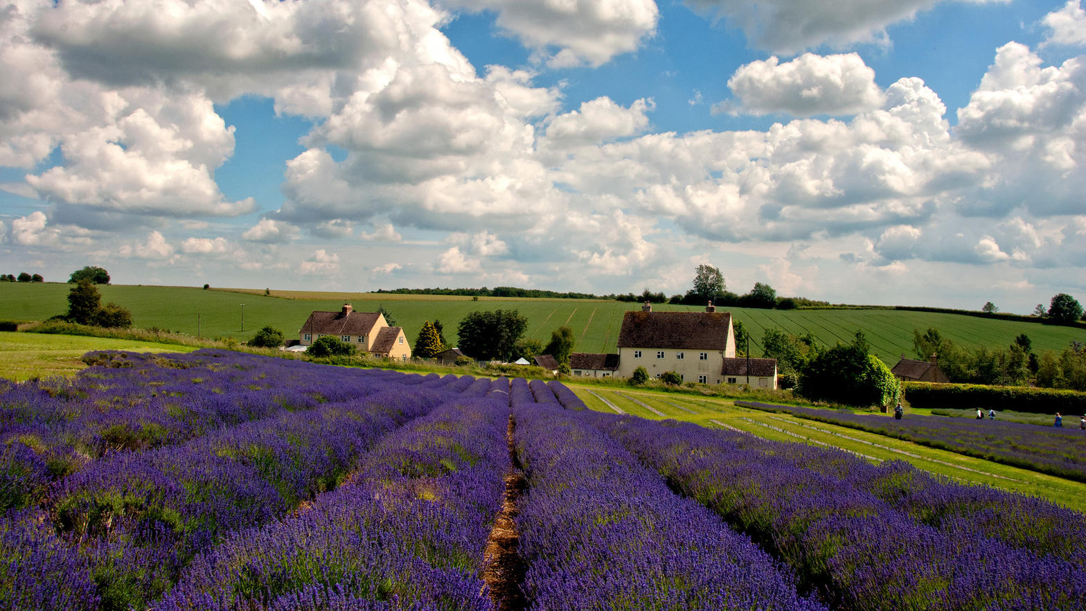 Rows of lavender in front of stone farmhouses and green Cotswold fields.
